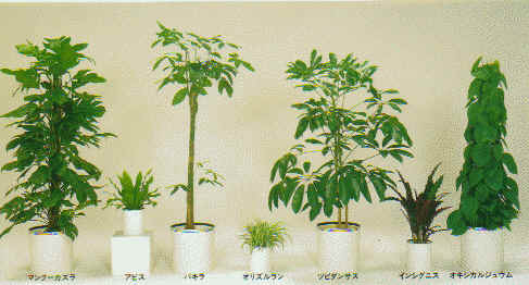 日本サイト 白鯨灯火 牛乳植物× KYUSHU PLANTS SHOWCASE 限定アイテム